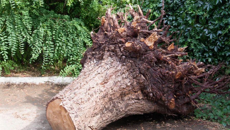 Residential Stump Removal 2