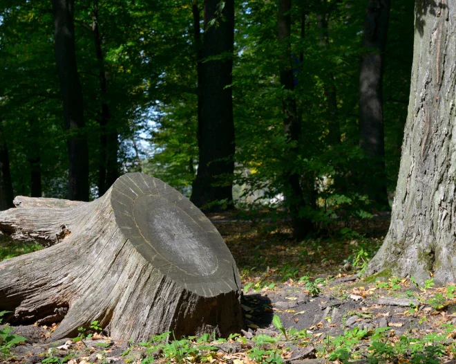 bigfoot stump grinding c