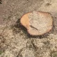 Removing tree stumps